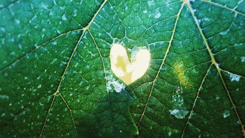 Close-up of wet leaves on plant