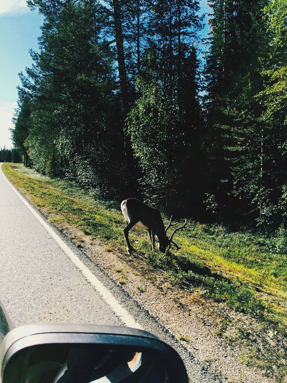 animal themes, one animal, transportation, road, domestic animals, mammal, wildlife, tree, animals in the wild, sunlight, grass, side view, car, field, pets, street, outdoors, no people, day, land vehicle