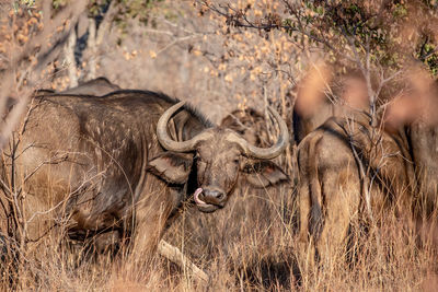 View of an animal on field