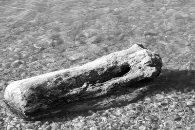 High angle view of driftwood on beach