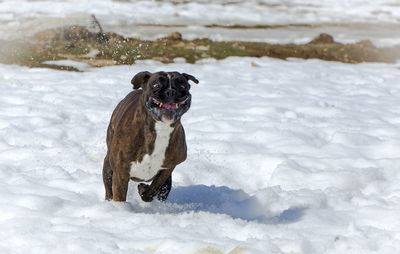 Dog on snow during winter