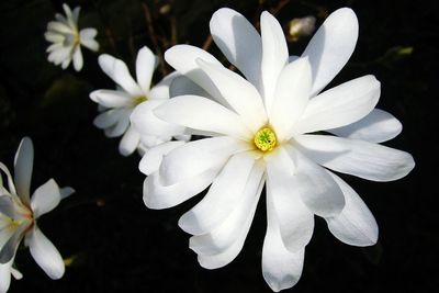 Close-up of white flowers