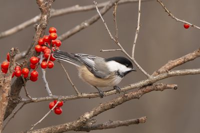 Chickadee and winter holly berries