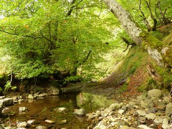 Scenic view of river amidst trees in forest