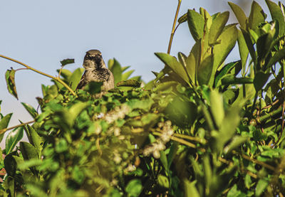 Low angle view of bird perching on plant