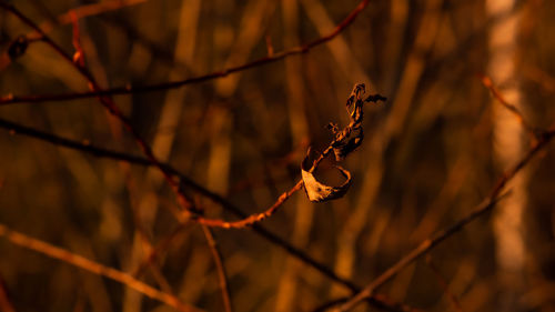 Close-up of dry leaves on twig