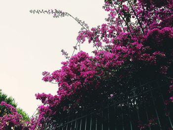 Low angle view of trees against sky