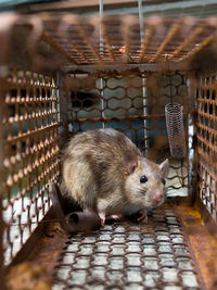 Close-up of pig in cage