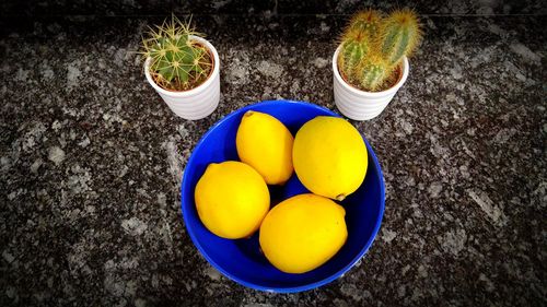 High angle view of potted cactus plants by fresh lemons in blue bowl on table