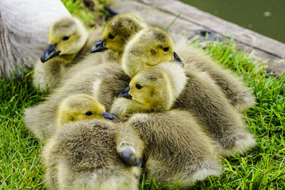 Close-up of goslings on grass