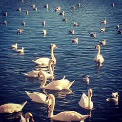 Flock of birds in water