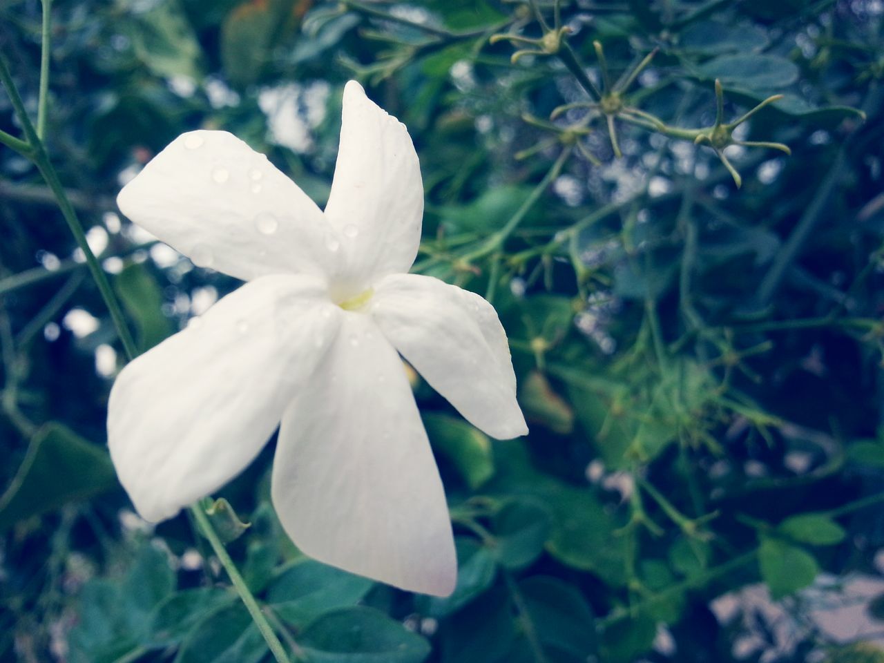 flower, petal, freshness, growth, fragility, flower head, beauty in nature, white color, close-up, blooming, focus on foreground, nature, plant, leaf, in bloom, stamen, pollen, single flower, day, park - man made space