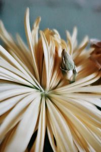 Close-up of white flower on table