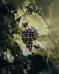 Close-up of blackberries growing on plant