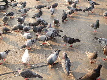 High angle view of pigeons perching on street