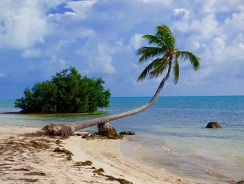 Slanted palm tree on shore at beach against sky