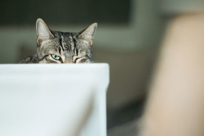 Close-up portrait of cat relaxing at home