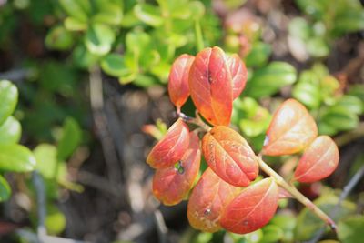 Close-up of flowers blooming outdoors