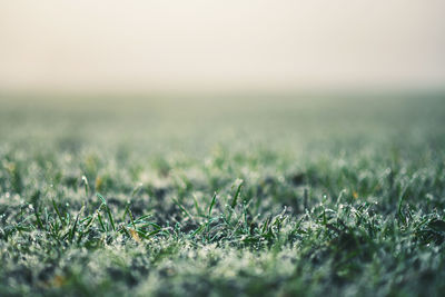 Close-up of grass on field