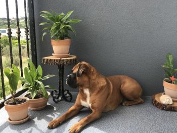 Dog relaxing in pot