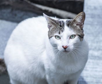 Close-up portrait of white cat