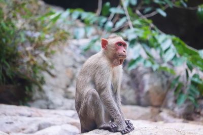 Monkey sitting on rock