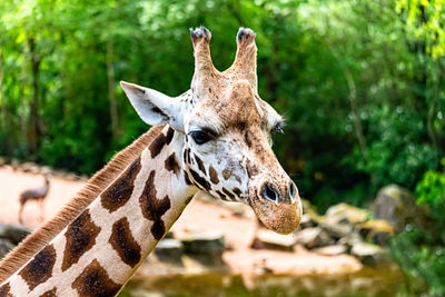 Close-up of giraffe in zoo