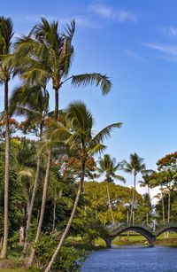 Scenic view of palm trees against sky