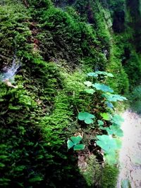 Scenic view of waterfall in forest