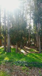 Trees in forest