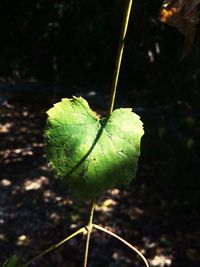 Close-up of wet plant
