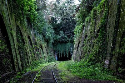 Railroad track amidst trees in forest