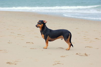 Dachshund standing on sea shore at beach