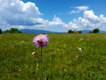 Close-up of purple flowering plant on field against sky