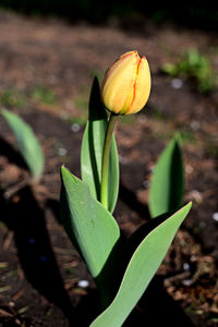 Close-up of yellow flower