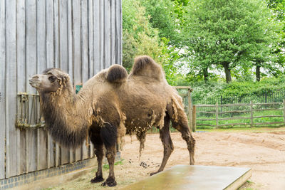 Sheep standing in a fence