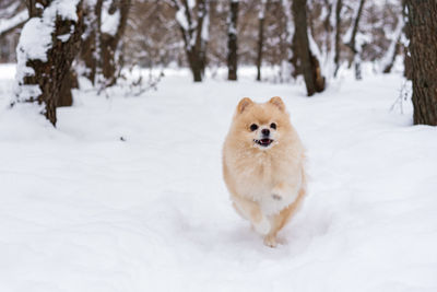 Portrait of white dog on snow covered land