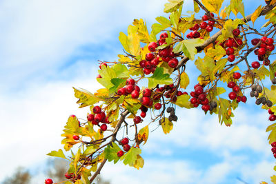 Low angle view of tree against sky