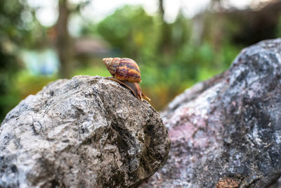 The snail crawls on the stone