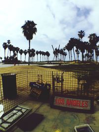 Palm trees against sky