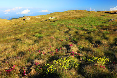 Scenic view of grassy mountain against sky at bucegi natural park