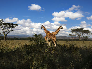 Giraffe standing on landscape against sky