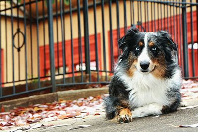 Portrait of dog sitting outdoors