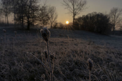 Close-up of flowering plants on field against sky during sunset