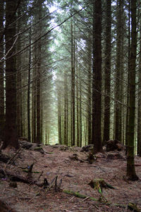 Pine trees in forest