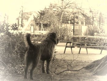 Dog by trees