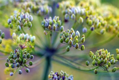 Close-up of flowering plant