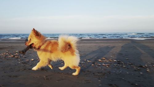 Dog on beach against sky