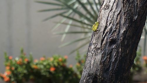 Close-up of tree trunk