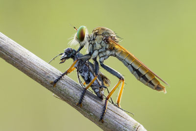 Close-up of insect perching on outdoors